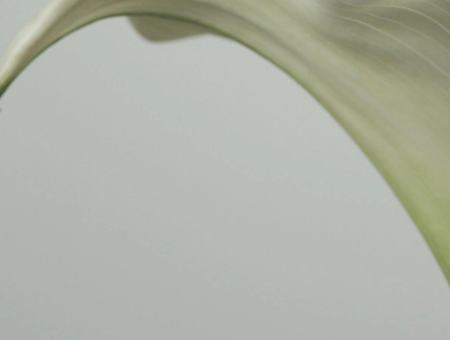 Curved white petal against neutral background.
